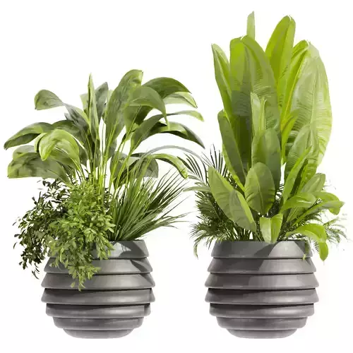 Collection plant vol 480 - banana - pot - planter - palm