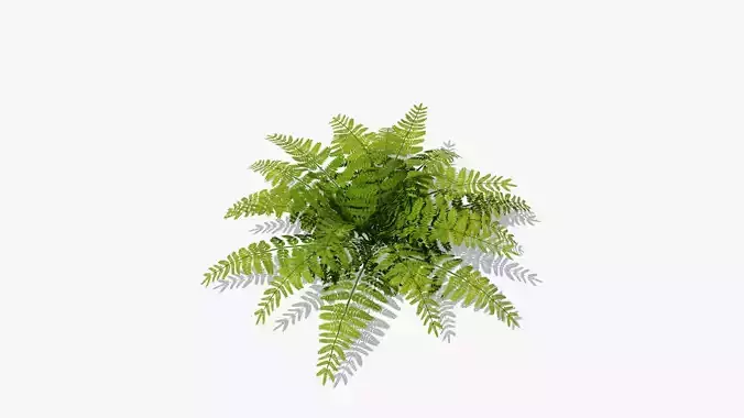 Fern Bush v2