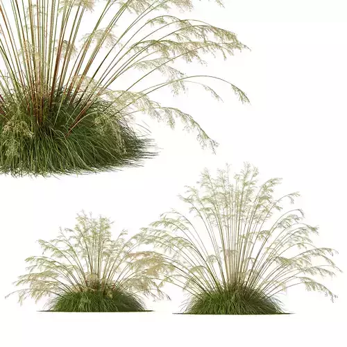 Plants Celtica Gigantea Stipa Golden Oats Version3 3D model