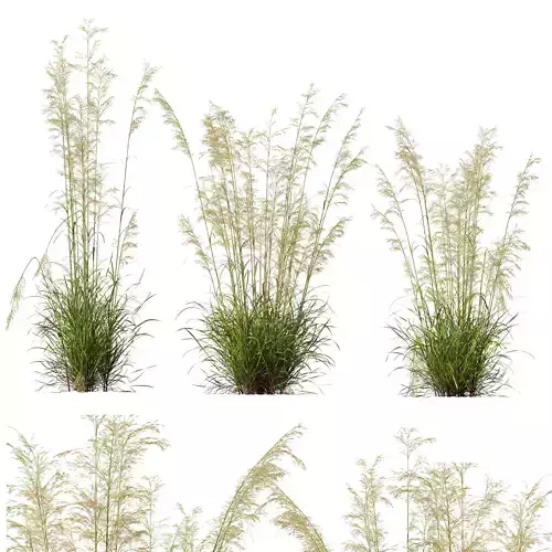 HQ Plants Celtica Gigantea Stipa Golden Oats Version4 3D model