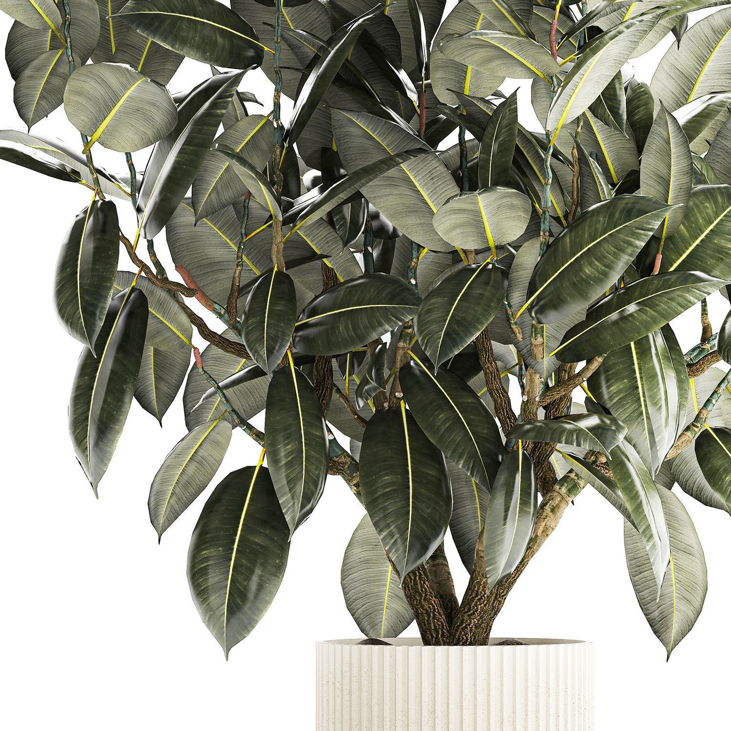 Beautiful Ficus Elastica Tree In A Flower Pot 1260 3D model_10