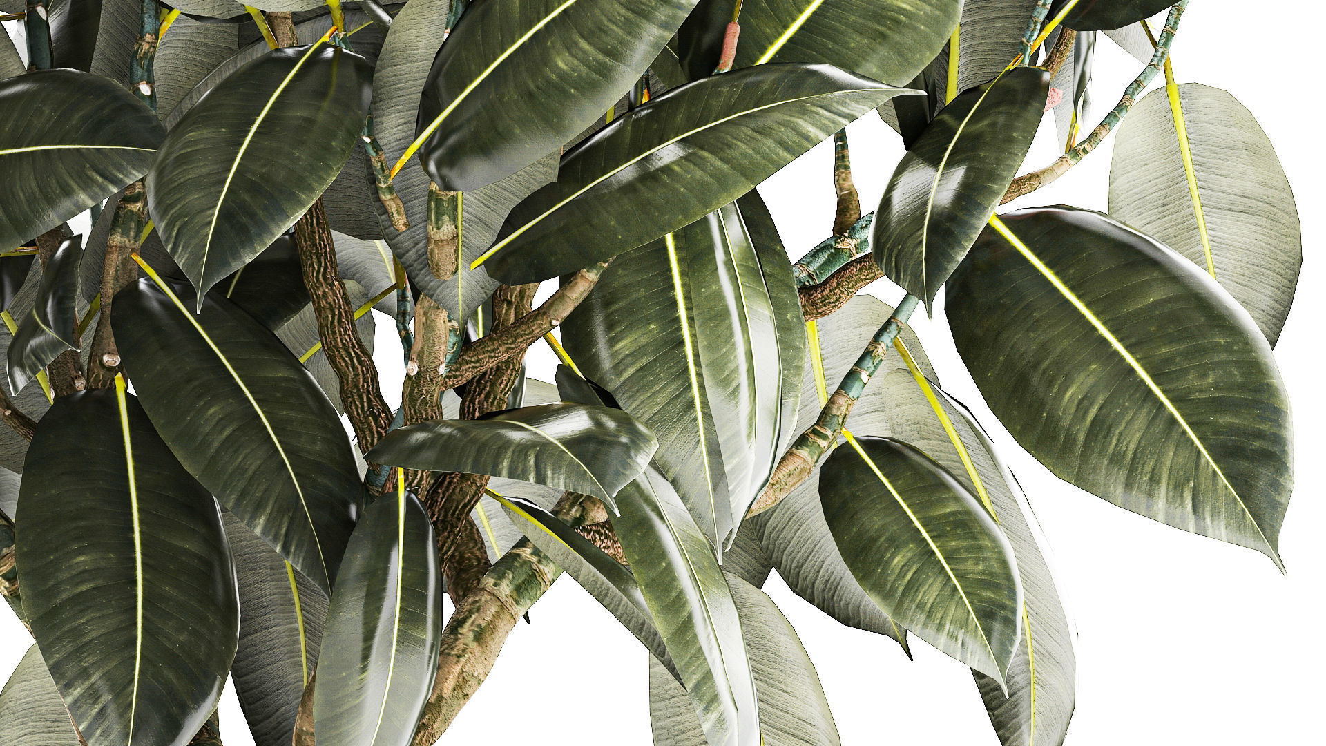 Beautiful Ficus Elastica Tree In A Flower Pot 1260 3D model_6