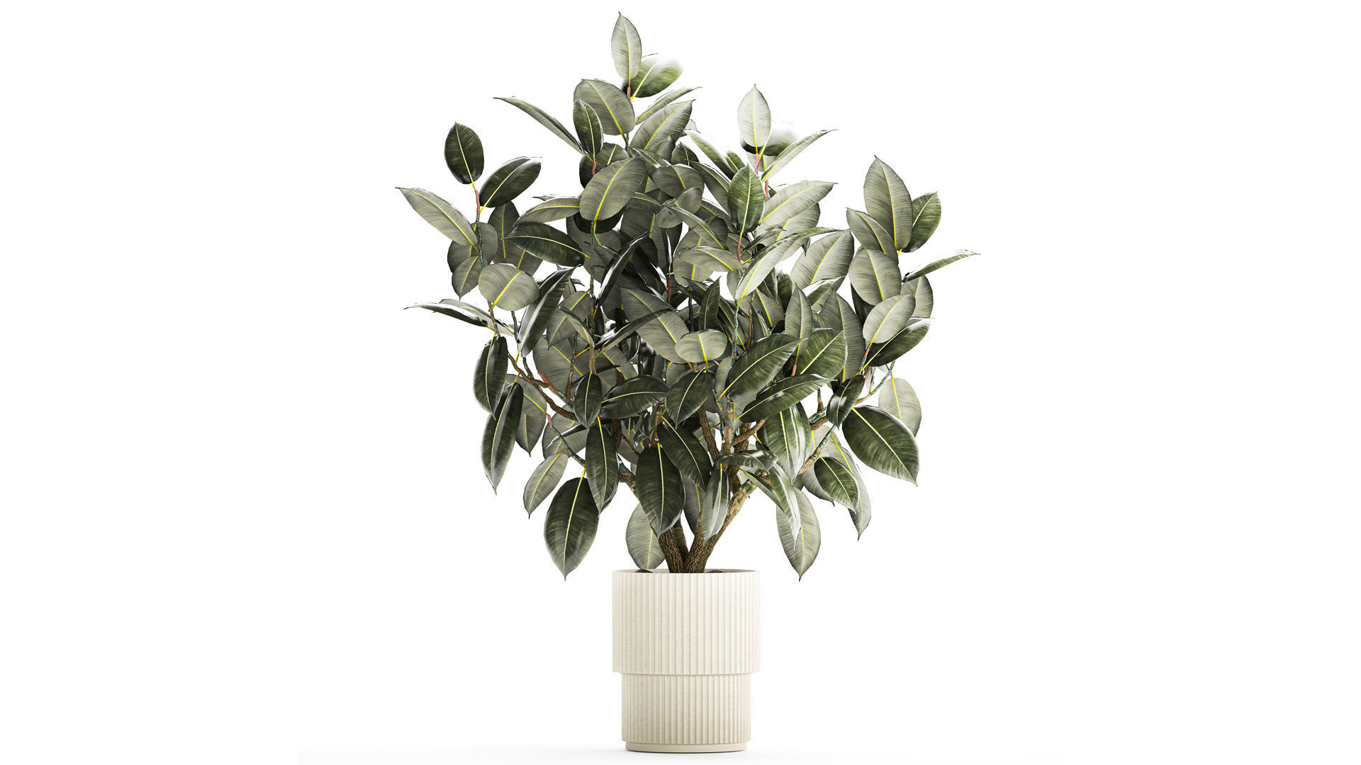 Beautiful Ficus Elastica Tree In A Flower Pot 1260 3D model_2