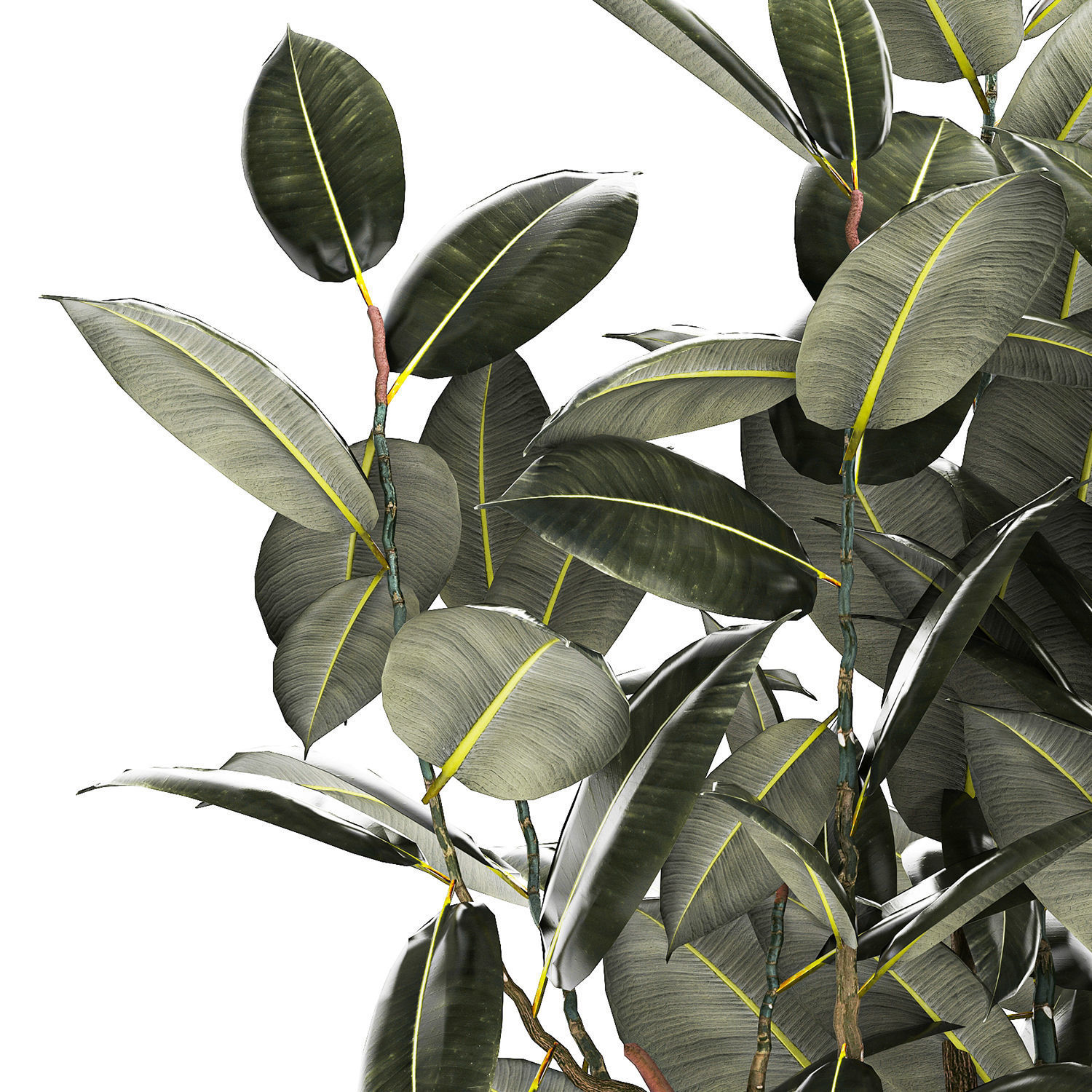 Beautiful Ficus Elastica Tree In A Flower Pot 1260 3D model_12