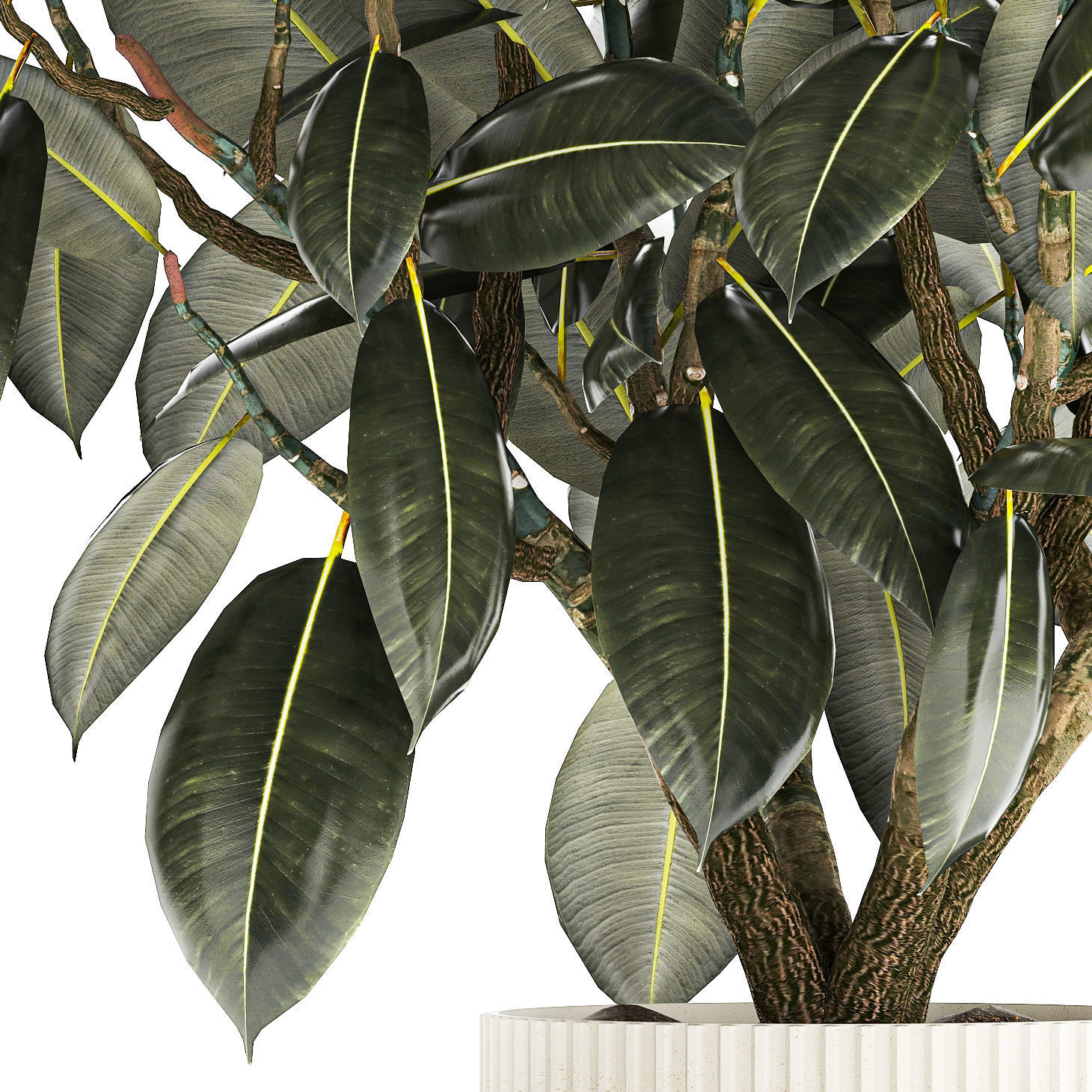 Beautiful Ficus Elastica Tree In A Flower Pot 1260 3D model_13