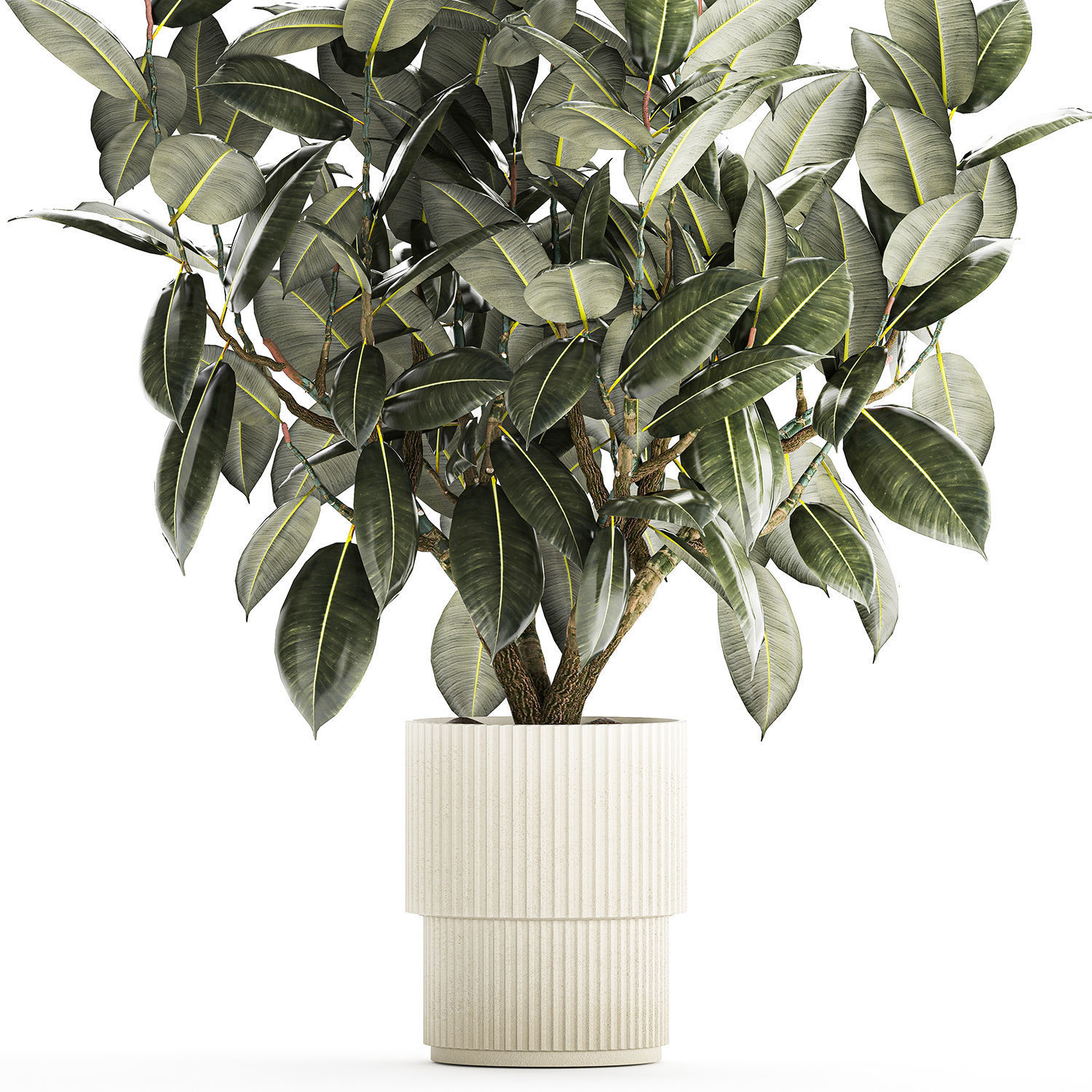 Beautiful Ficus Elastica Tree In A Flower Pot 1260 3D model_9