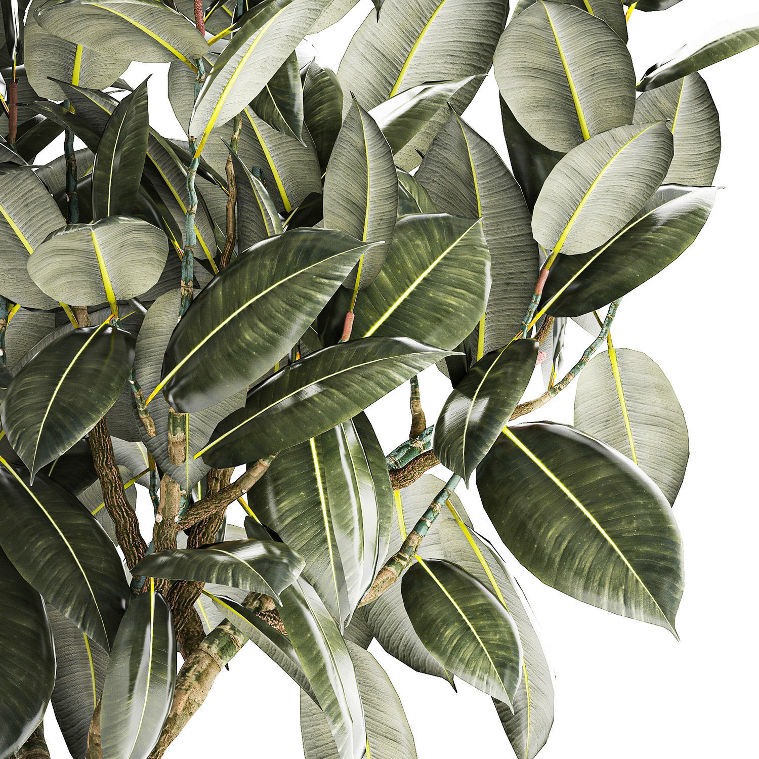 Beautiful Ficus Elastica Tree In A Flower Pot 1260 3D model_11