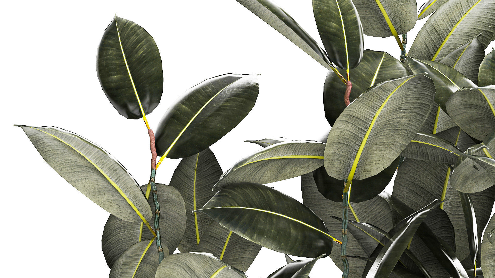 Beautiful Ficus Elastica Tree In A Flower Pot 1260 3D model_7