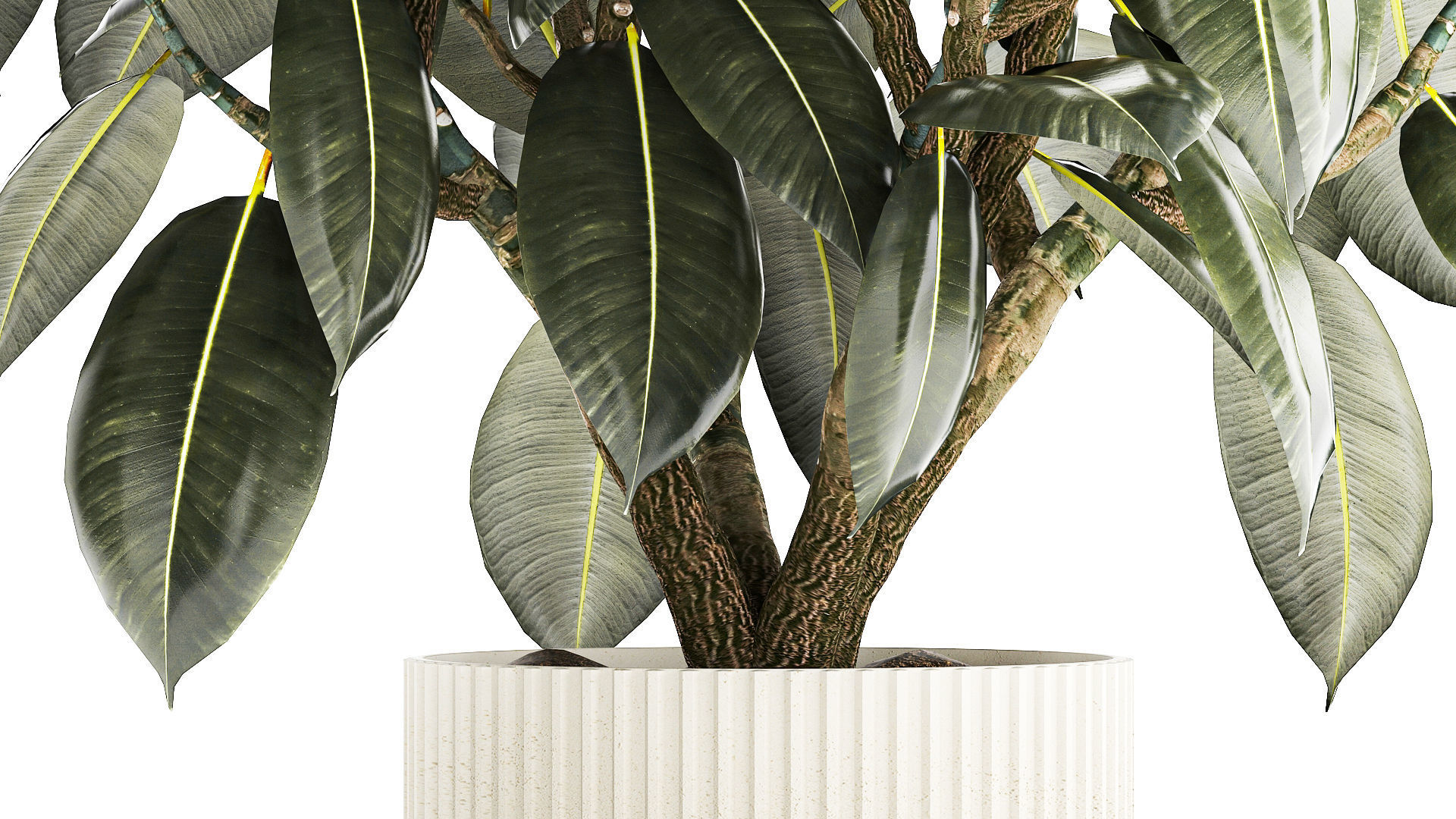 Beautiful Ficus Elastica Tree In A Flower Pot 1260 3D model_5
