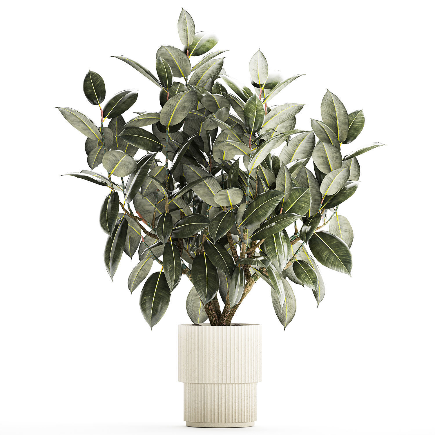 Beautiful Ficus Elastica Tree In A Flower Pot 1260 3D model_8