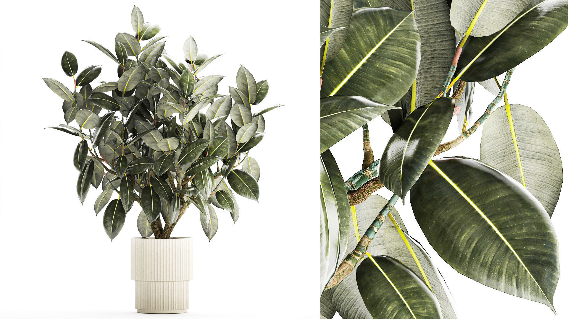 Beautiful Ficus Elastica Tree In A Flower Pot 1260 3D model_1