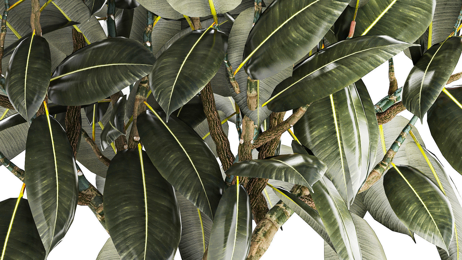 Beautiful Ficus Elastica Tree In A Flower Pot 1260 3D model_4