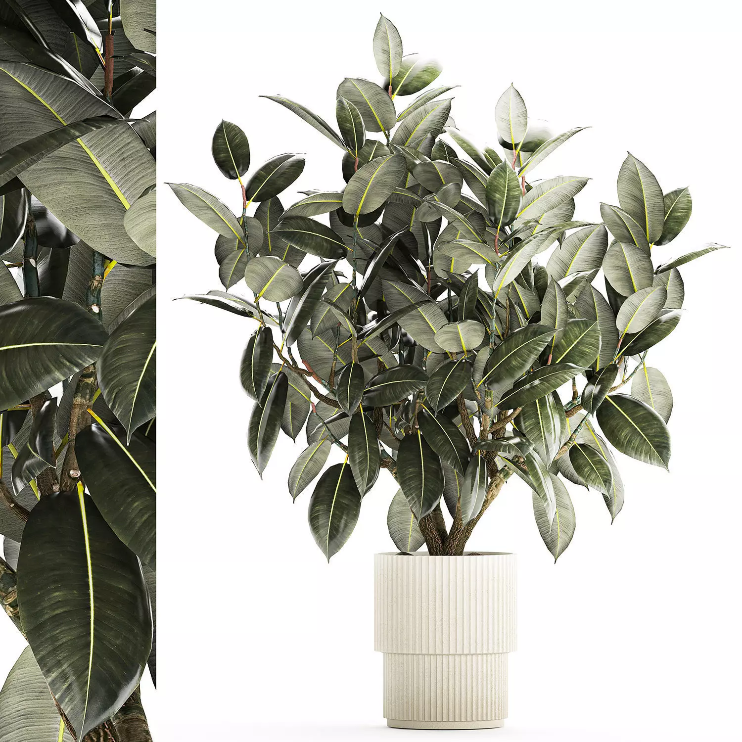 Beautiful Ficus Elastica Tree In A Flower Pot 1260 3D model_0