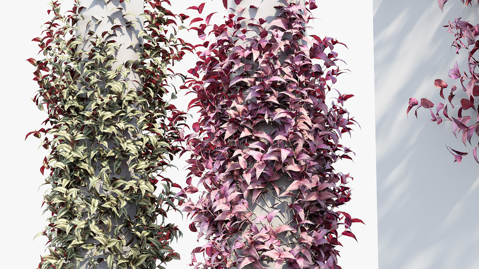 Tradescantia zebrina Wandering jew 3D Model 3D model_6