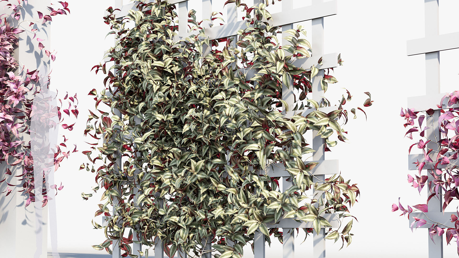 Tradescantia zebrina Wandering jew 3D Model 3D model_4