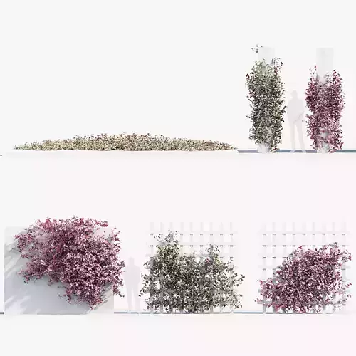 Tradescantia zebrina Wandering jew 3D Model 3D model