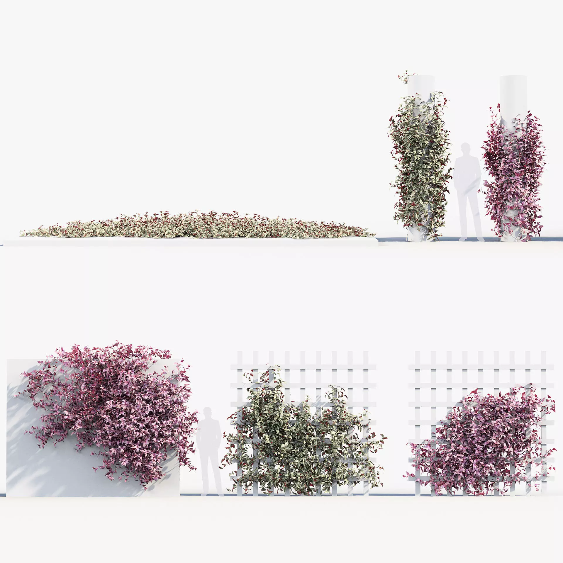 Tradescantia zebrina Wandering jew 3D Model 3D model_0