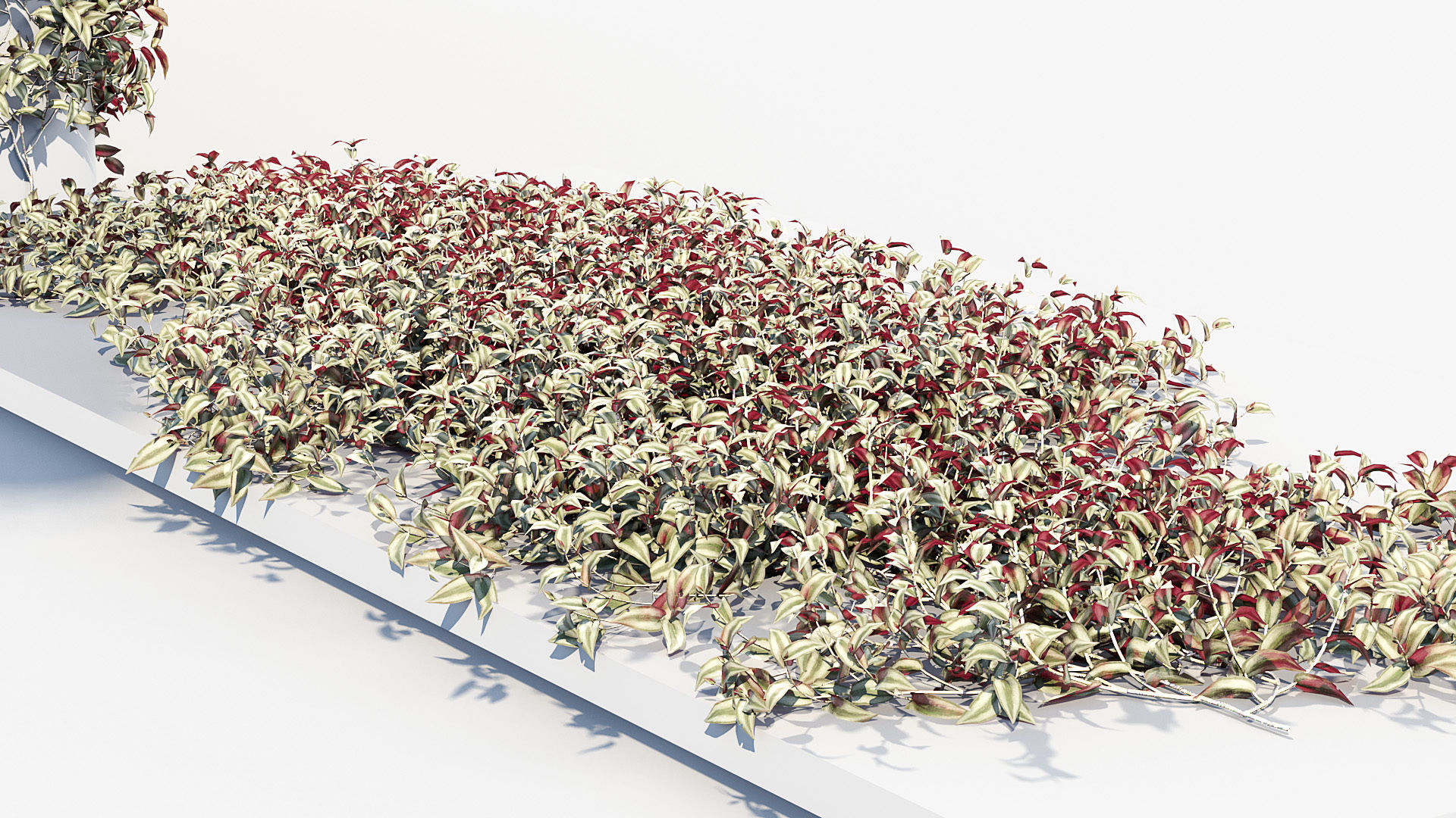 Tradescantia zebrina Wandering jew 3D Model 3D model_7