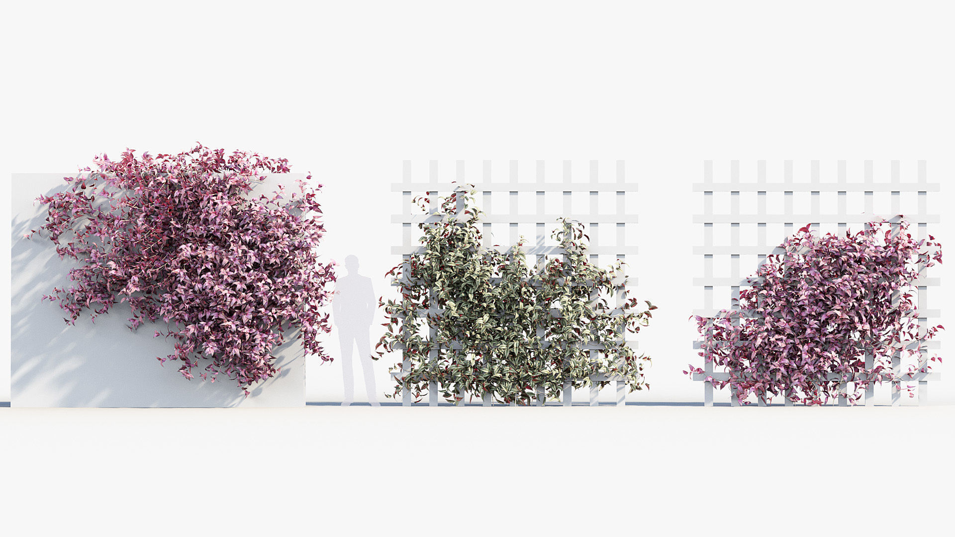 Tradescantia zebrina Wandering jew 3D Model 3D model_3