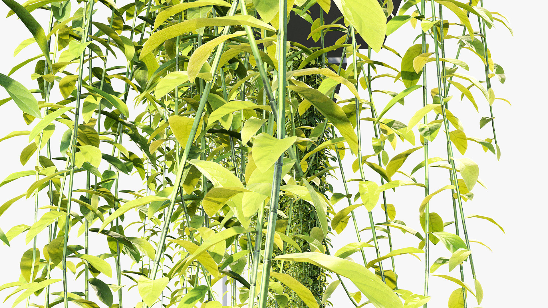 Tarlmounia elliptica Indian laurel 3D Model 3D model_4