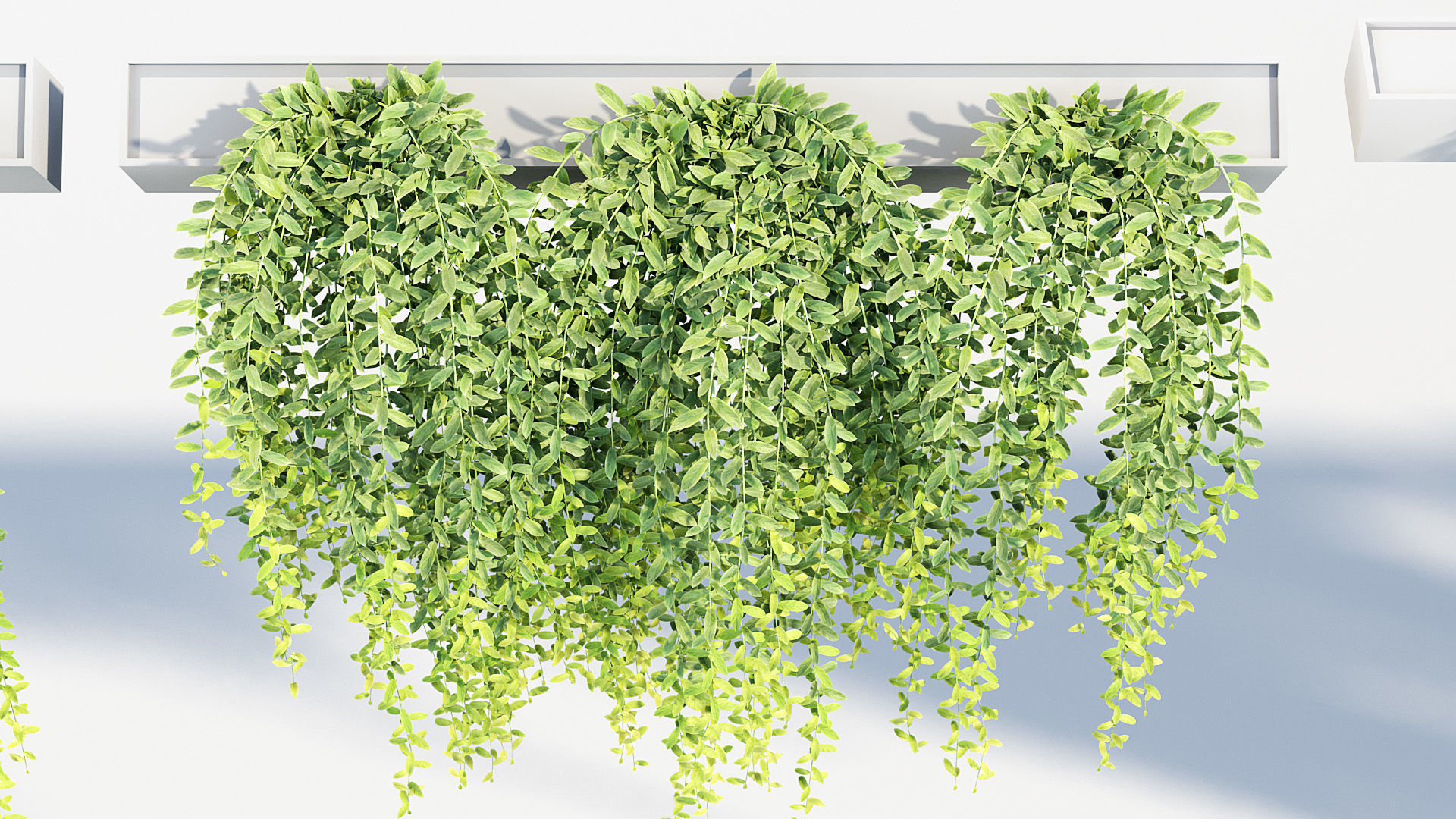 Tarlmounia elliptica Indian laurel 3D Model 3D model_7