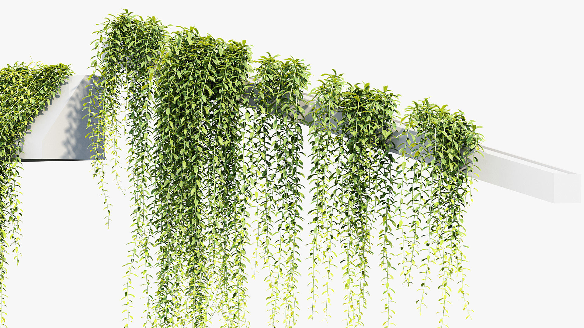 Tarlmounia elliptica Indian laurel 3D Model 3D model_6