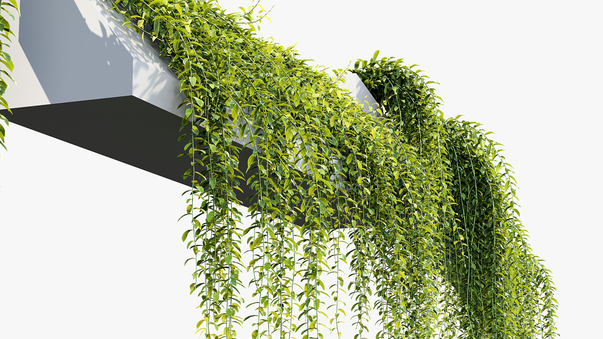 Tarlmounia elliptica Indian laurel 3D Model 3D model_5