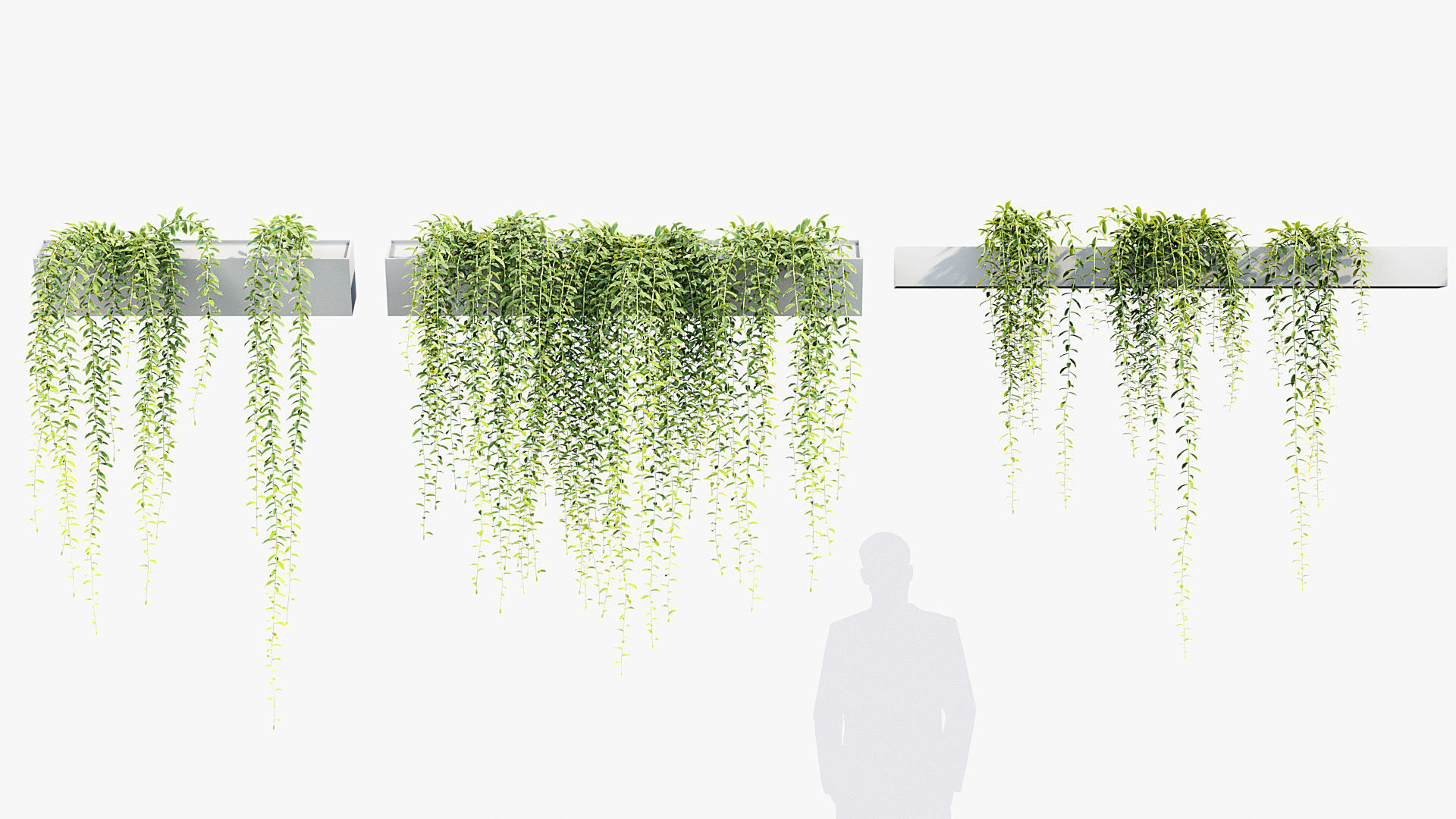 Tarlmounia elliptica Indian laurel 3D Model 3D model_2