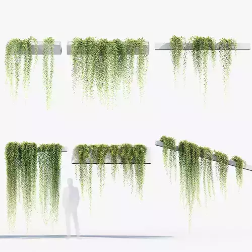 Tarlmounia elliptica Indian laurel 3D Model