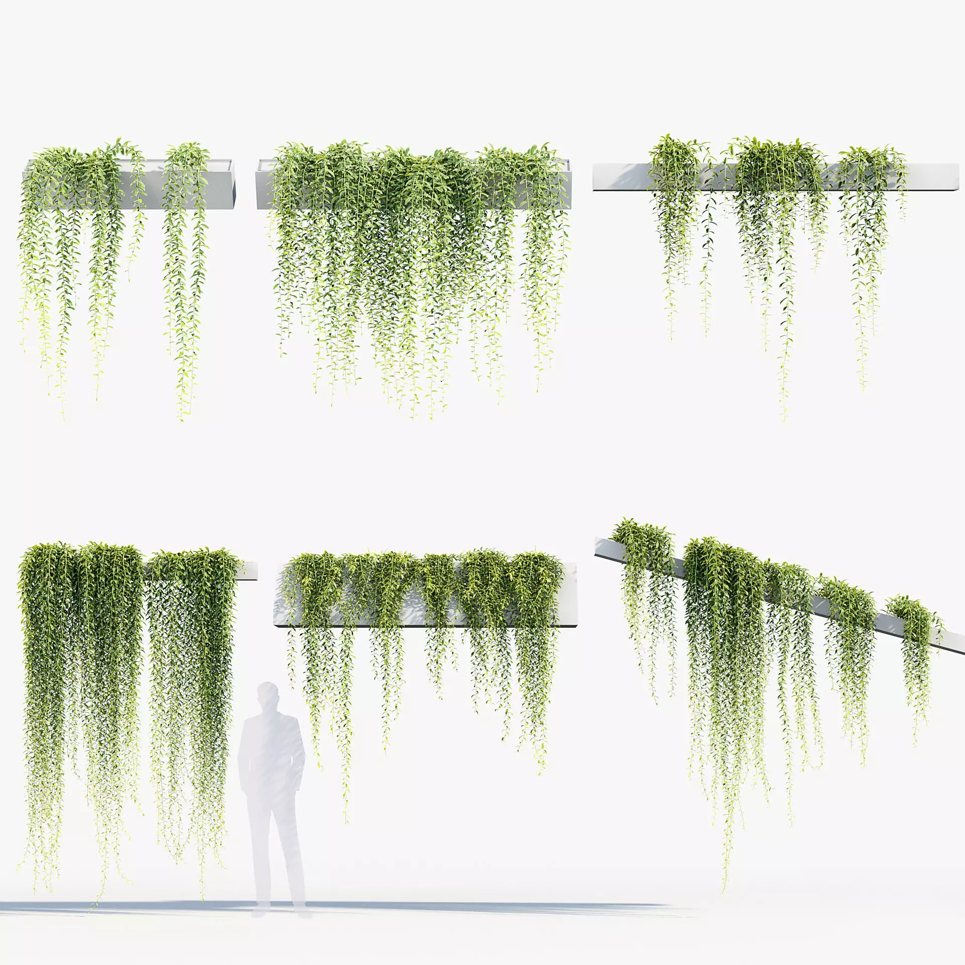 Tarlmounia elliptica Indian laurel 3D Model 3D model_0