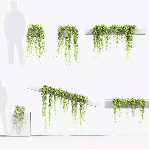 Pilea depressa Baby toes 3D Model