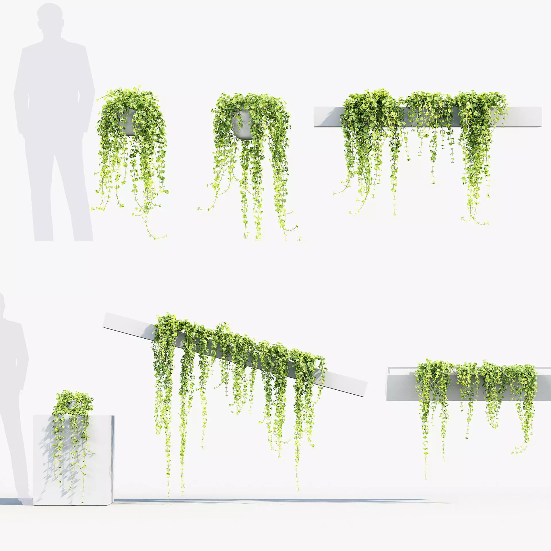 Pilea depressa Baby toes 3D Model 3D model_0