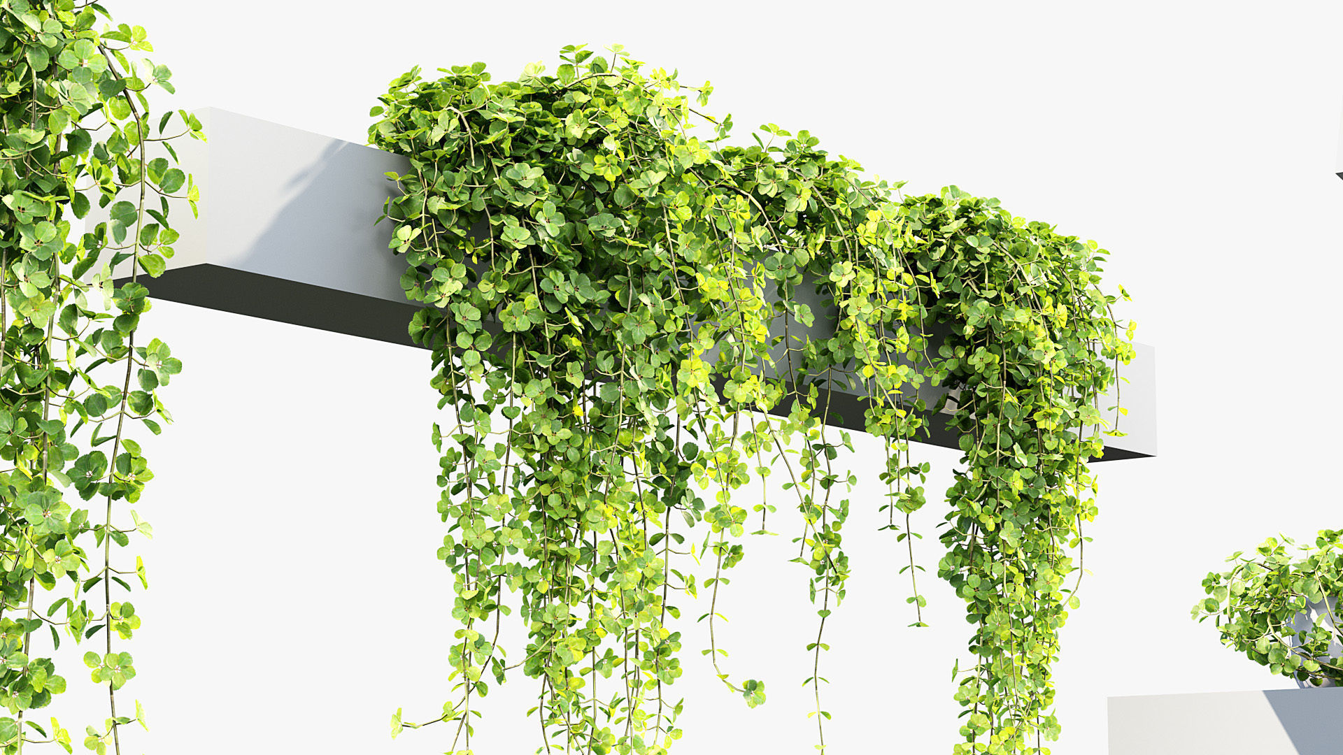 Pilea depressa Baby toes 3D Model 3D model_4