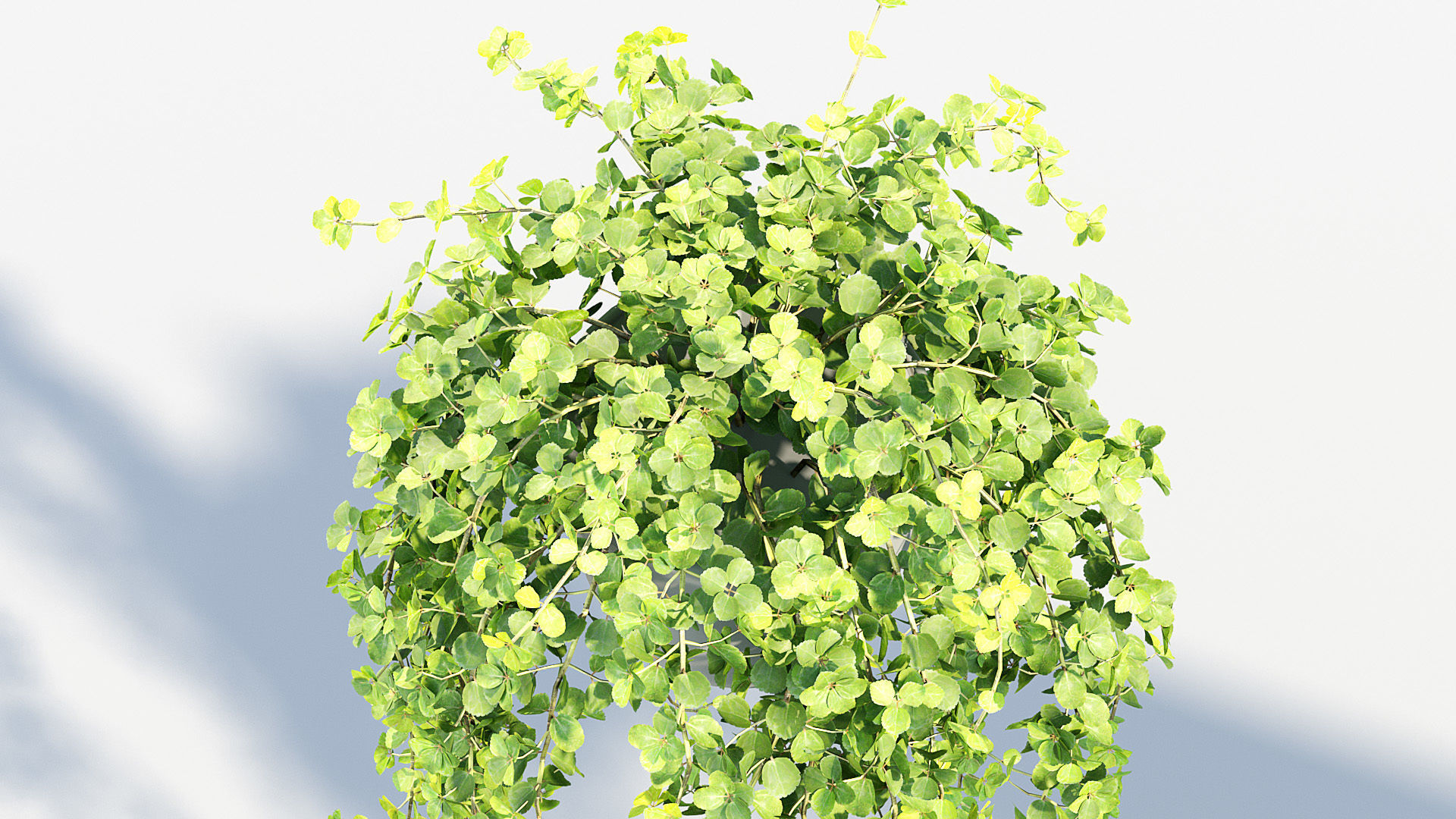 Pilea depressa Baby toes 3D Model 3D model_6