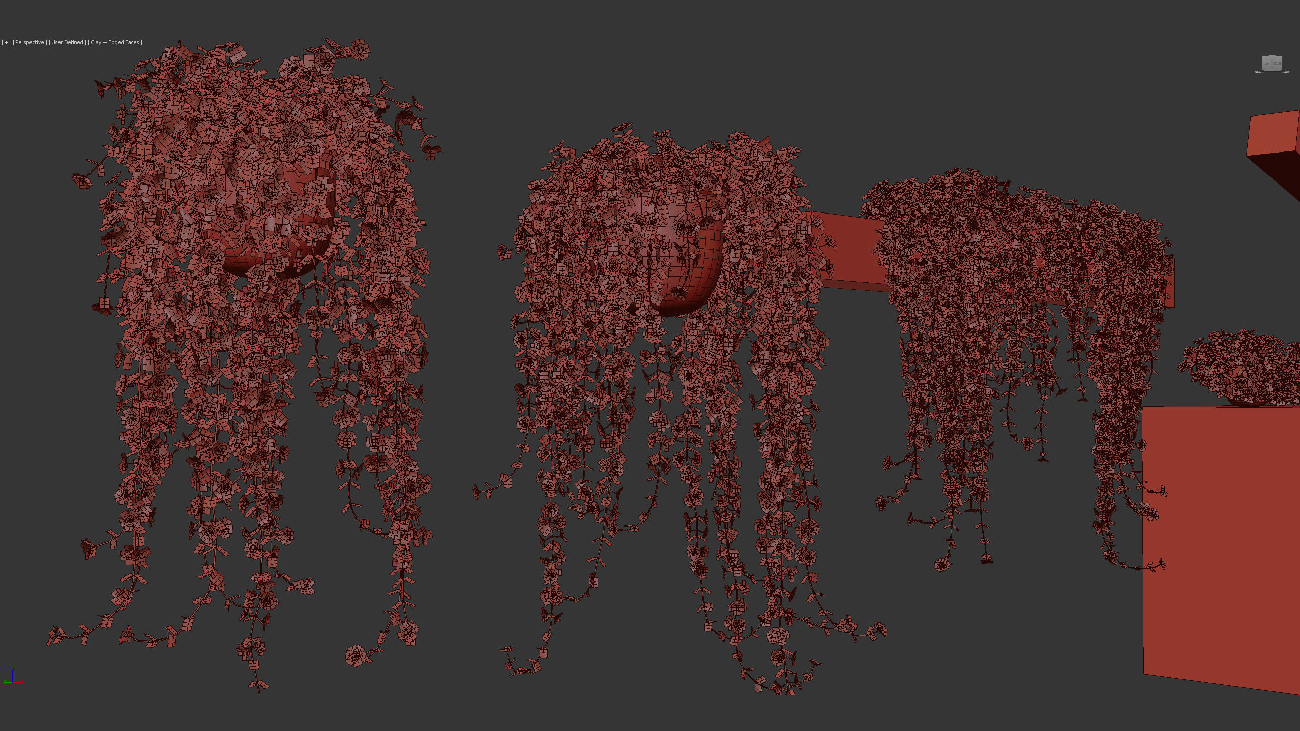 Pilea depressa Baby toes 3D Model 3D model_14