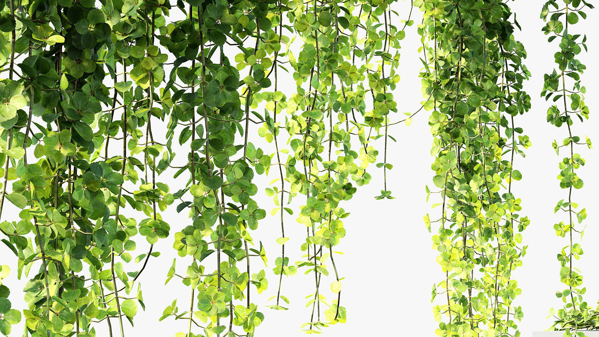 Pilea depressa Baby toes 3D Model 3D model_7