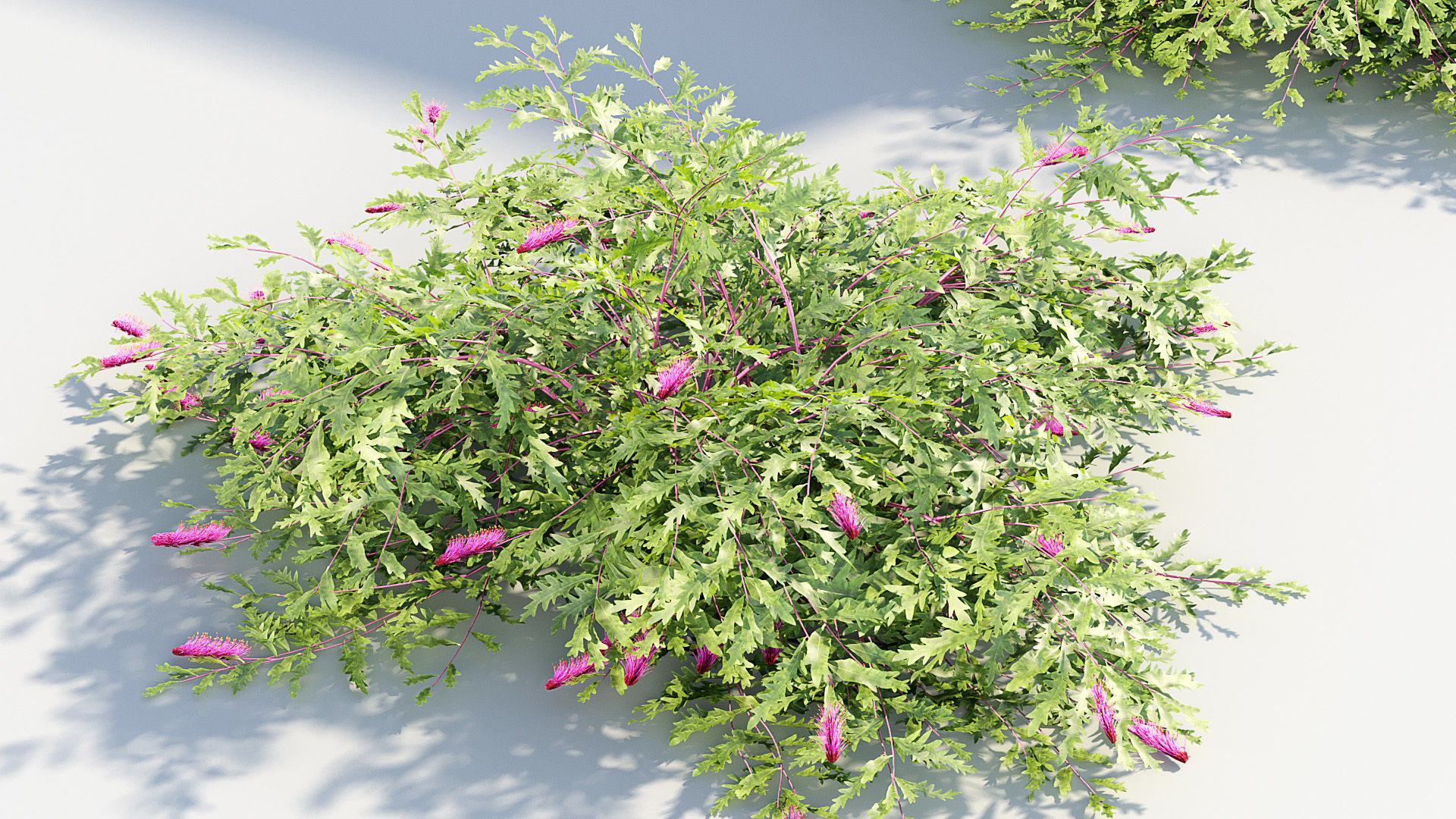 Grevillea royal mantle Poorinda royal mantle 3D Model 3D model_7