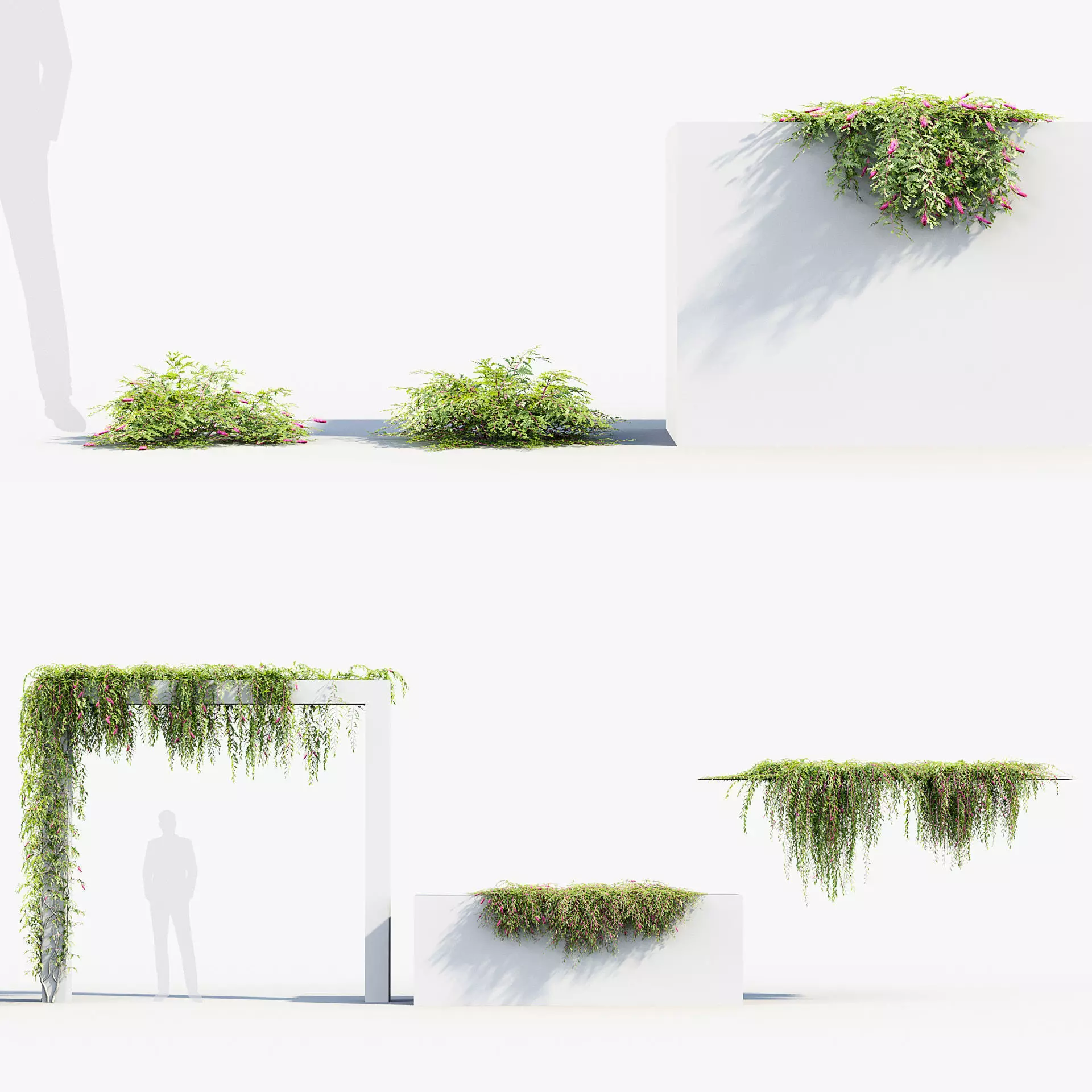 Grevillea royal mantle - Poorinda royal mantle 3D model