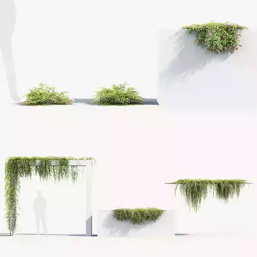 Grevillea royal mantle Poorinda royal mantle 3D Model