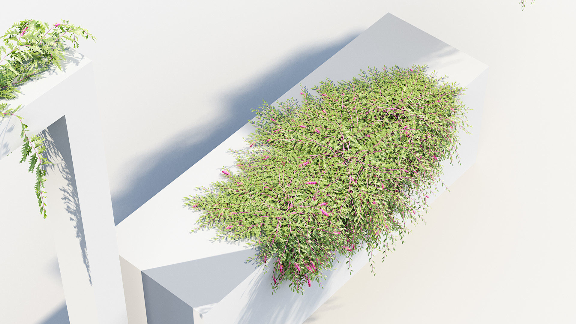 Grevillea royal mantle Poorinda royal mantle 3D Model 3D model_5