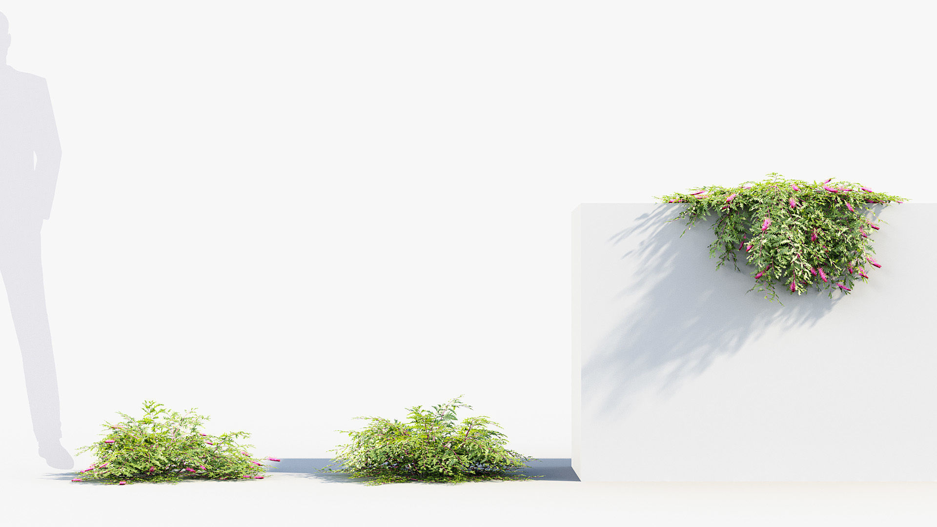 Grevillea royal mantle Poorinda royal mantle 3D Model 3D model_2