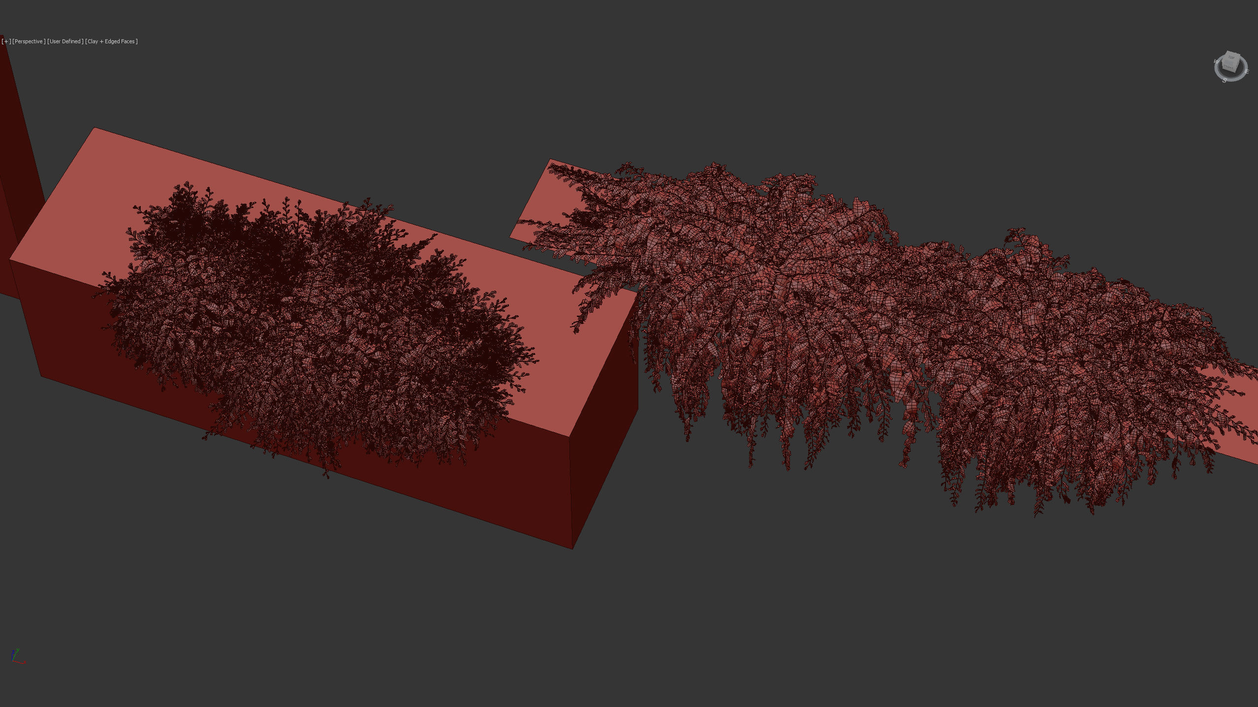 Grevillea royal mantle Poorinda royal mantle 3D Model 3D model_14