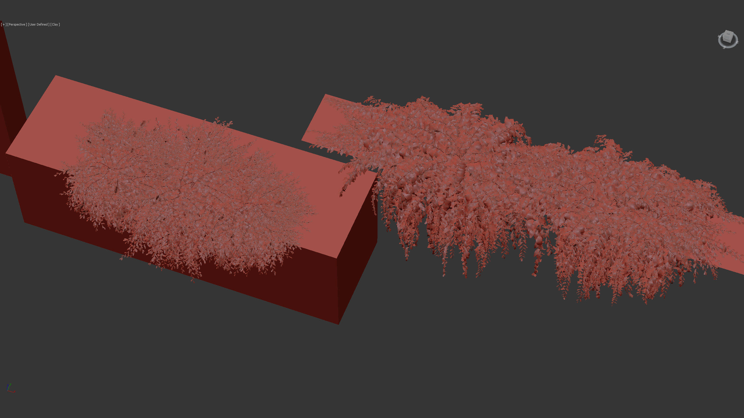 Grevillea royal mantle Poorinda royal mantle 3D Model 3D model_13