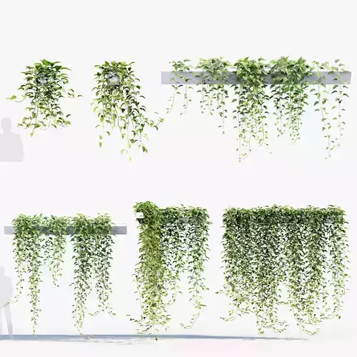 Epipremnum aureum Golden pothos 3D Model 3D model