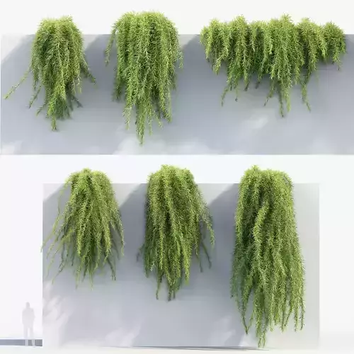 Dill Anethum graveolens 3D model