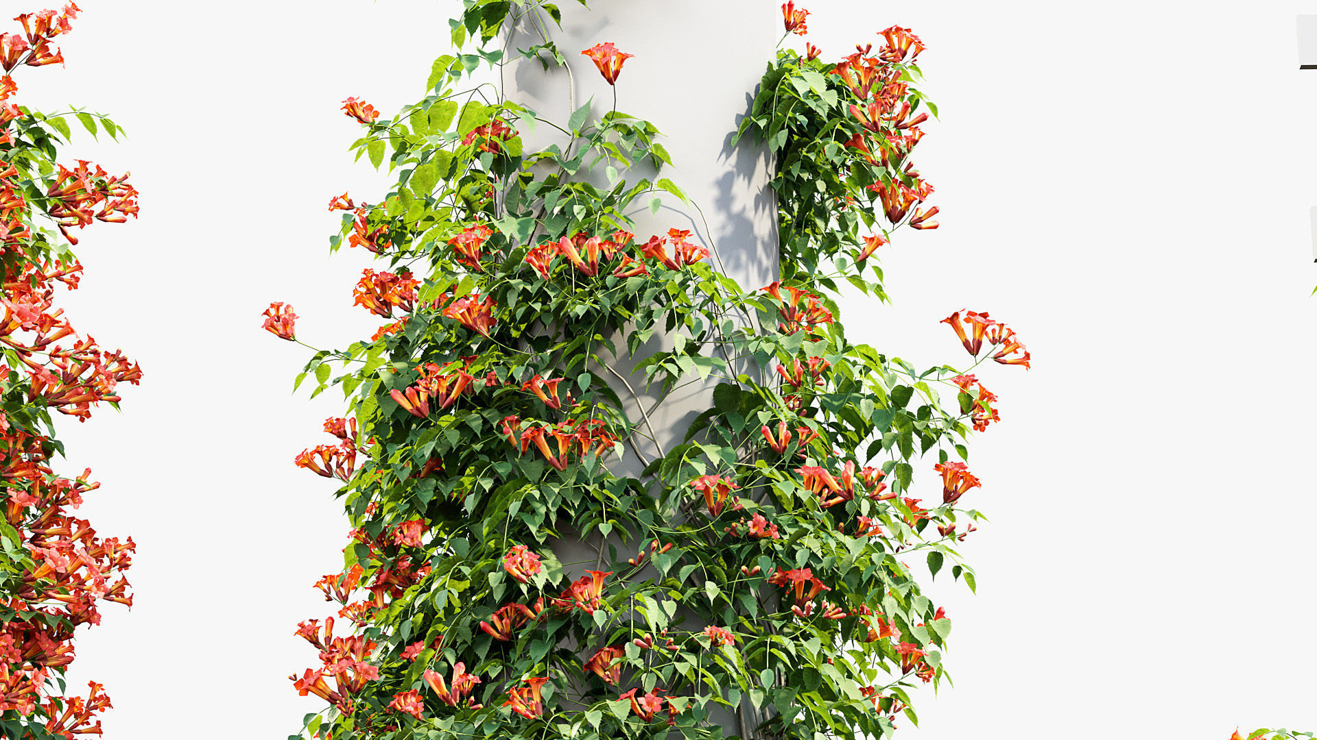 Campsis radicans Trumpet Creeper 3D model 3D model_5