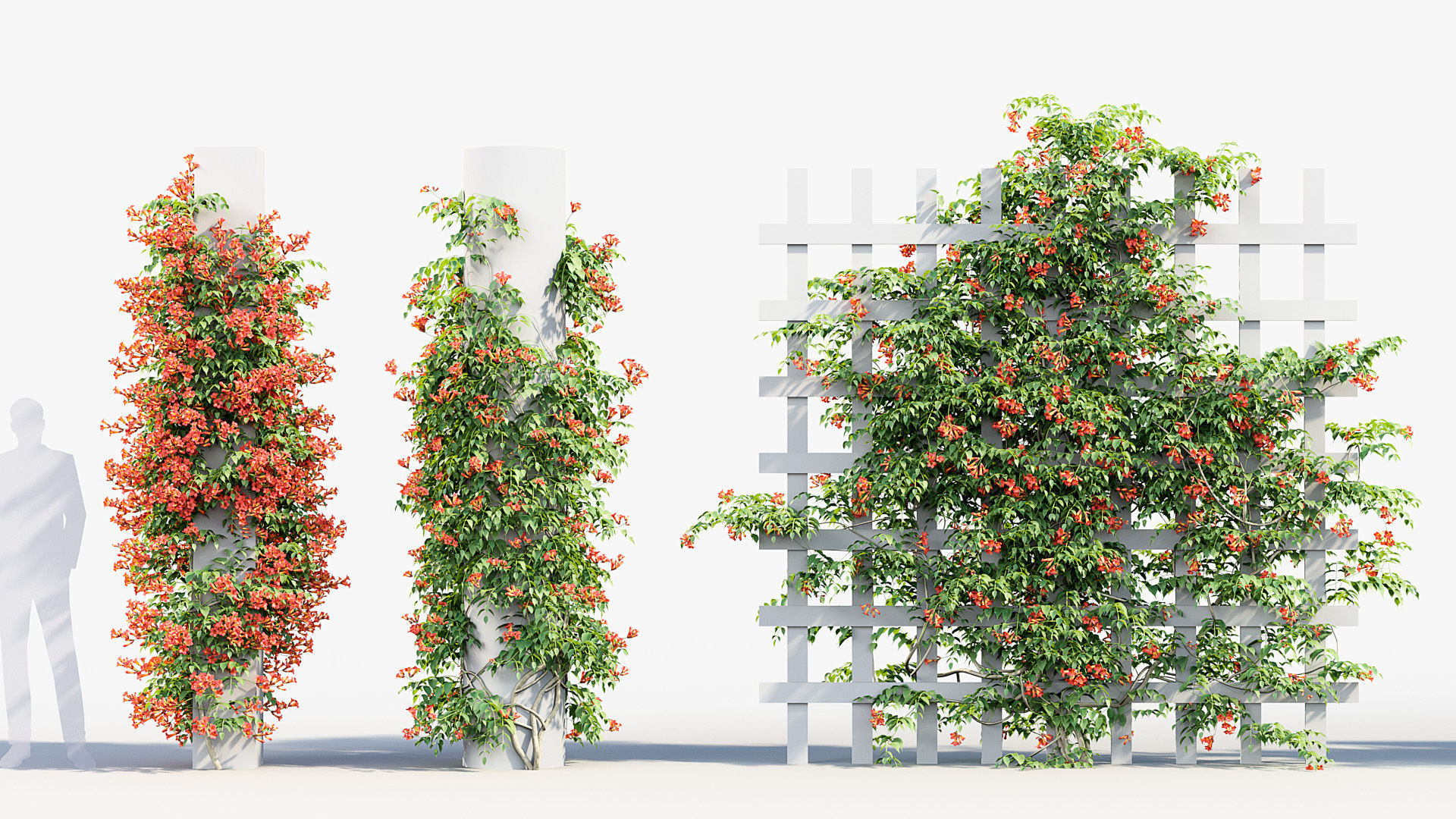 Campsis radicans Trumpet Creeper 3D model 3D model_2