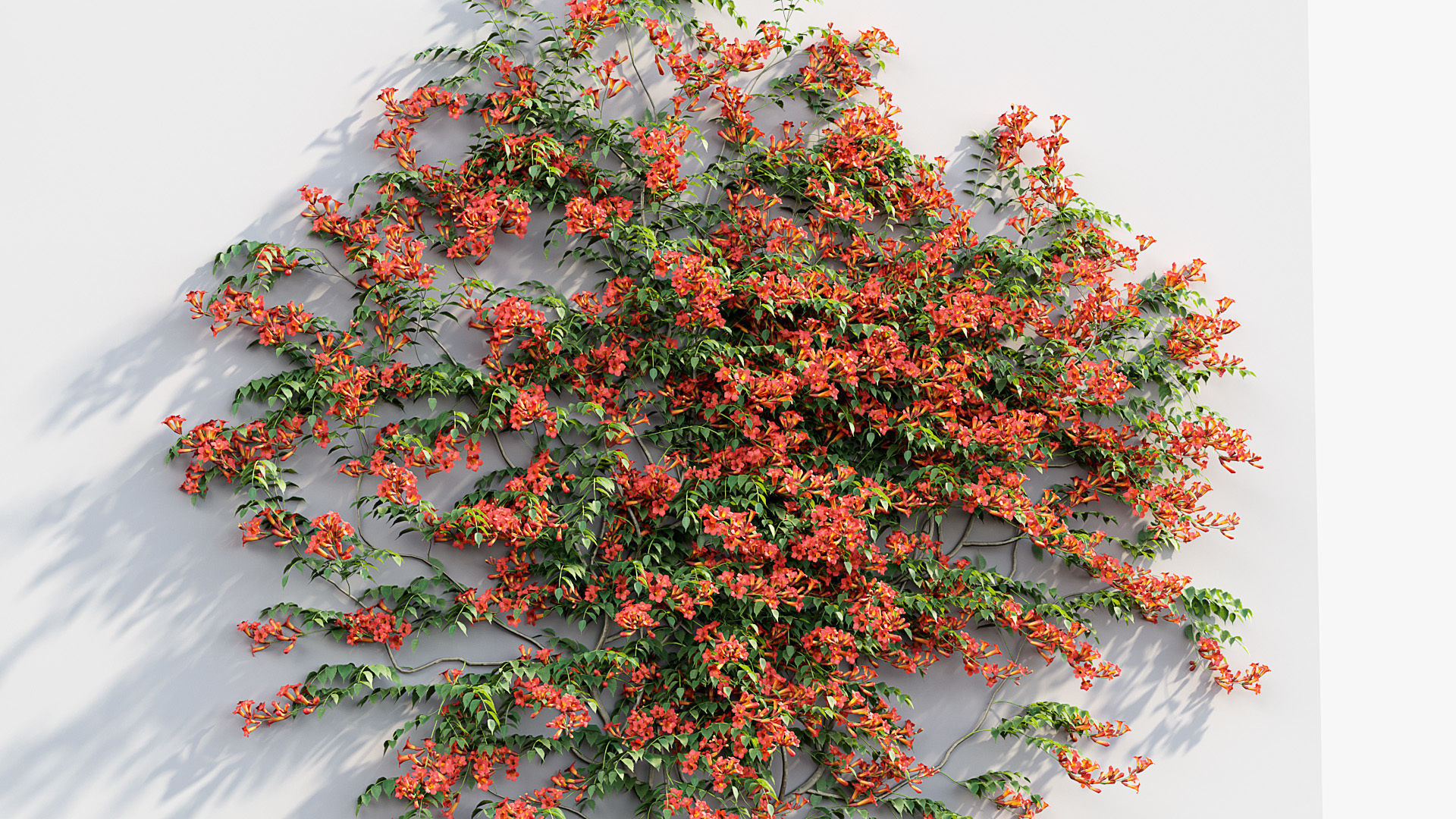 Campsis radicans Trumpet Creeper 3D model 3D model_7