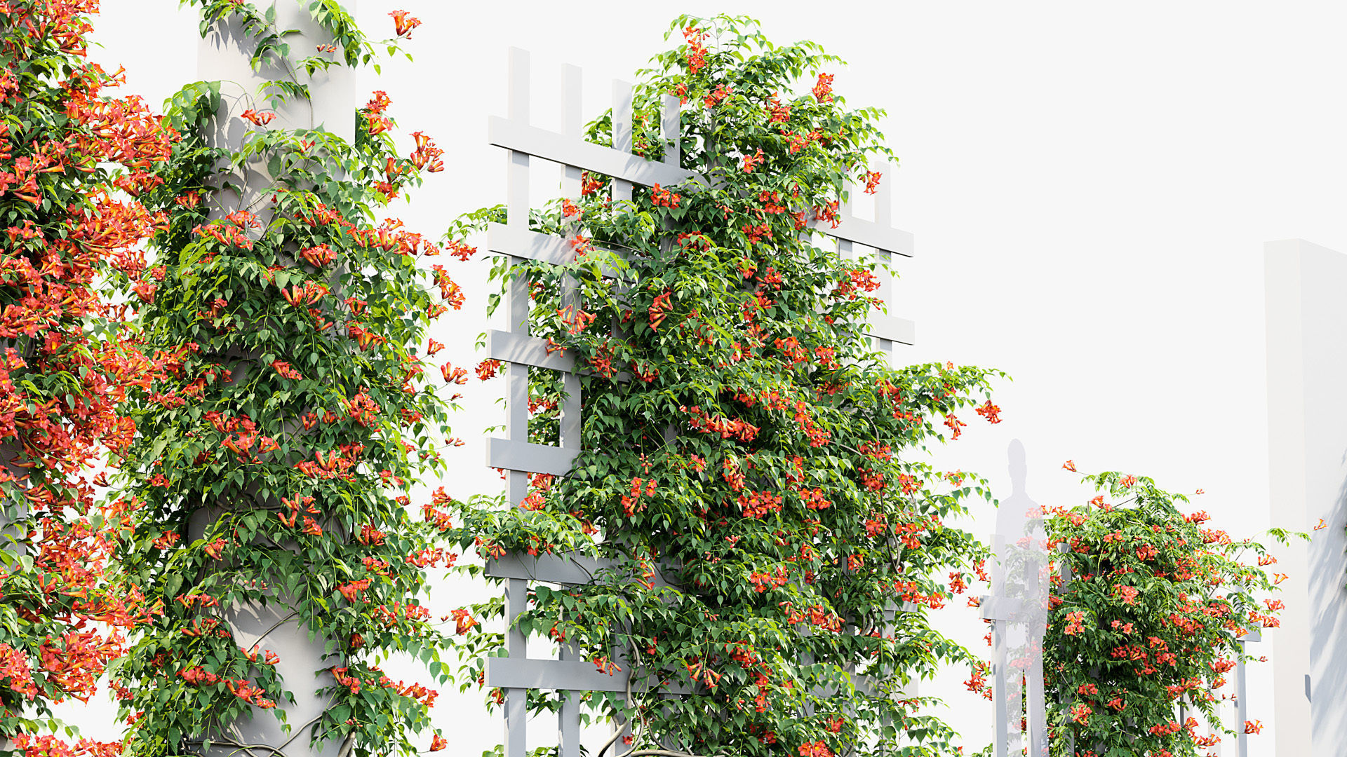 Campsis radicans Trumpet Creeper 3D model 3D model_4