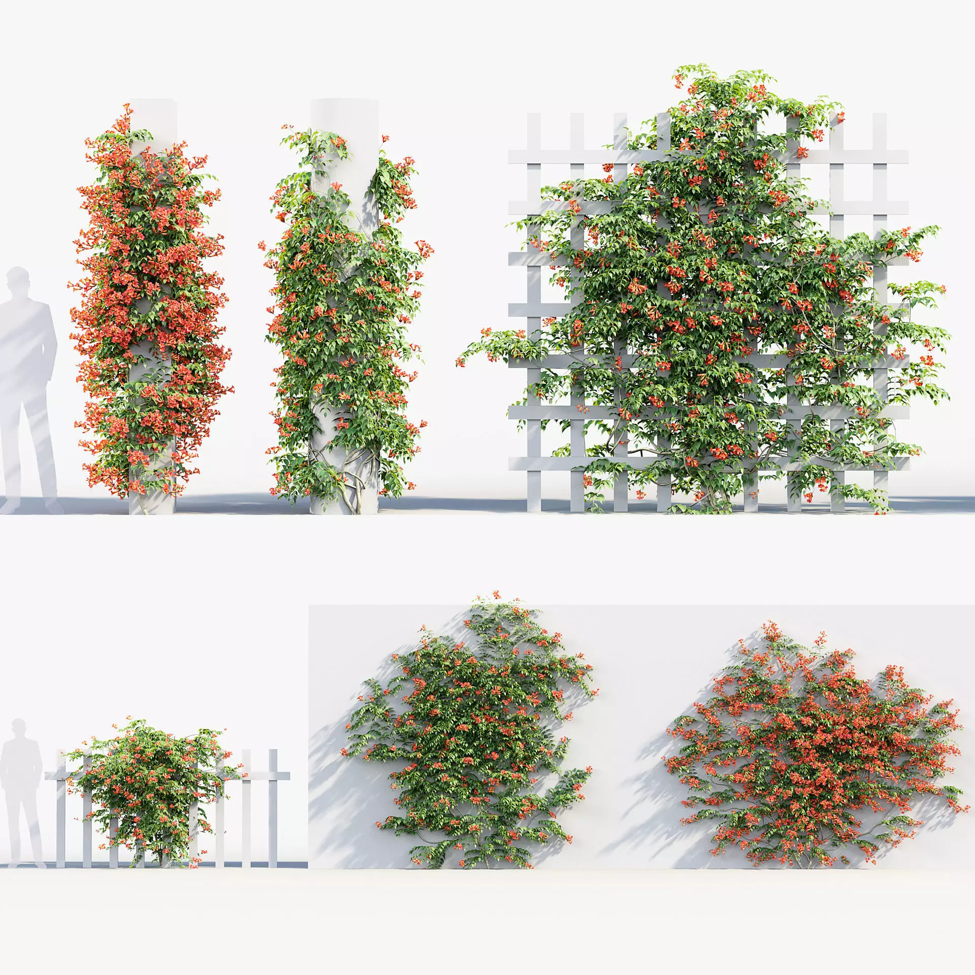 Campsis radicans Trumpet Creeper 3D model 3D model_0